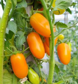 Tomate �ARANCIO F1� Packung mit 6 Pflanzen