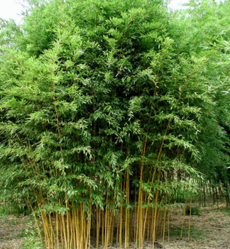 Bambus / Phyllostachys aureosulcata �AUREOCAULIS� 100-120 cm, Cont. 2,5 l