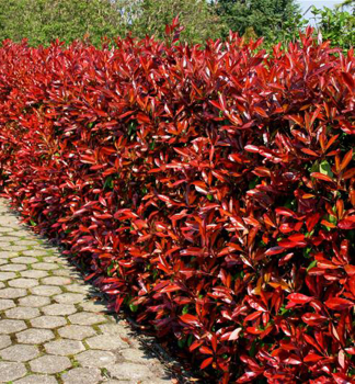 Glanzmispel LITTLE RED ROBIN 50-60 cm, Cont. 2 l