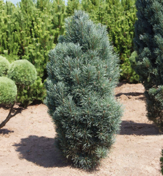 Waldkiefer �FASTIGIATA GLAUCA� 50-60 cm, Cont. 5 l