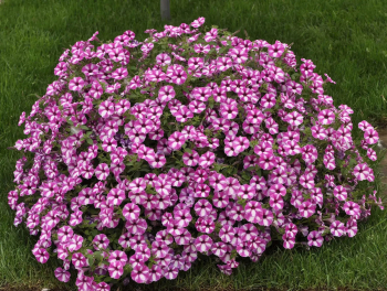 Petunie �SUPERTUNIA� VISTA RASPBERRY STAR�, Cont. 0,5 l