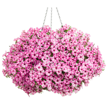 Petunie �SUPERTUNIA� MINI VISTA PINK STAR�, Cont. 0,5 l