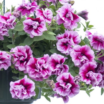 Petunie 'TUMBELINA� FRANCESCA', Cont. 0,5 l