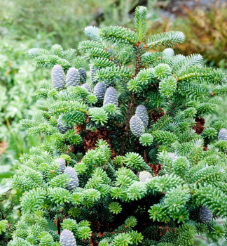 Korea-Tanne, 60-70 cm, Cont. 5 l