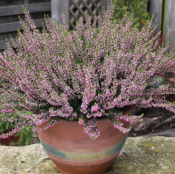 Besenheide PINK ANGIE Cont. 0,5 l
