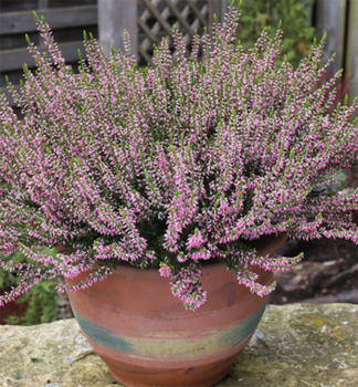 Besenheide PINK ANGIE Cont. 0,5 l