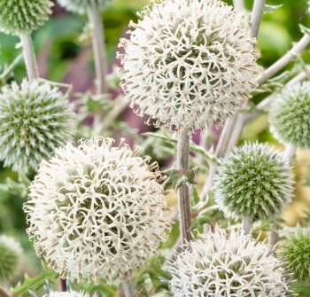 Kugeldistel �ARCTIC GLOW� Cont. 0,5 l