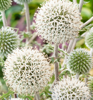 Kugeldistel �ARCTIC GLOW� Cont. 0,5 l