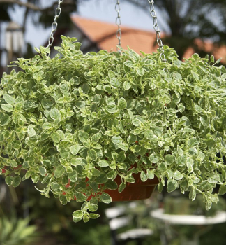 Gewhnlicher Dost (Oregano) 'AUREUM VARIEGATA', Cont. 0,5 l