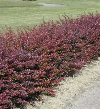 Thunberg-Berberitze ATROPURPUREA 15-20 cm, Cont. 2 l