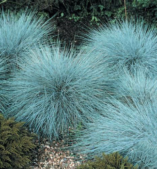 Blauschwingel 'BLAUGLUT', Cont. 0,5 l