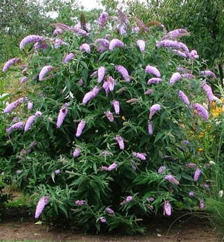 Sommerflieder �ILLE DE FRANCE� 15-20 cm, Cont. 1,4 l