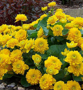 Sumpfdotterblume MULTIPLEX Cont. 0,5 l