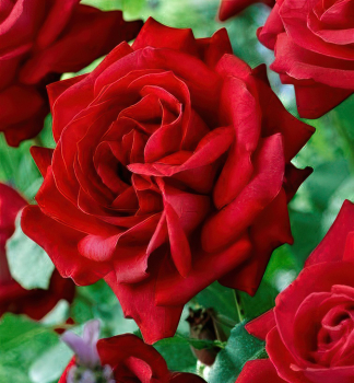 Buschrose DAME DE COEUR, Cont. 3 l