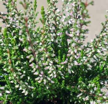 Besenheide ROSA ELISA Cont. 0,5 l