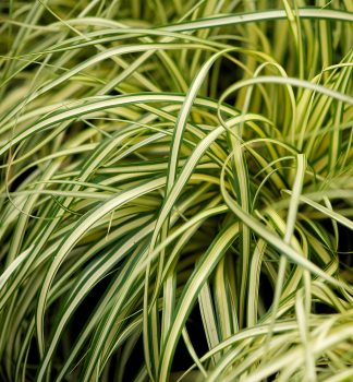 Gr�nwei�e Segge �EVERGOLD� 20-30, Cont. 2 l