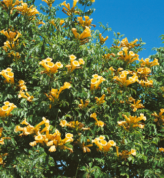 Trompetenblume �GELBE TROMPETE� 70-80 cm, Cont. 3 l