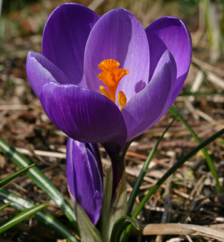 Groblumige Krokusse 'FLOWER RECORD' Packungsinhalt 10 St