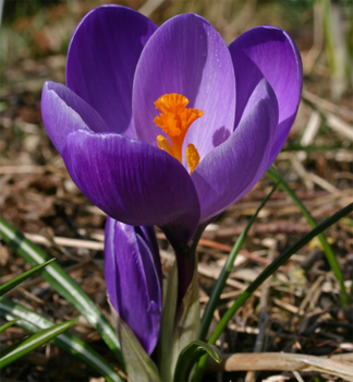 Gro�blumige Krokusse 'FLOWER RECORD', Cont. 0,3 l
