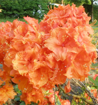 Groblumige Azalee 'GIBRALTAR' auf Stamm 60 cm, Cont. 5 l