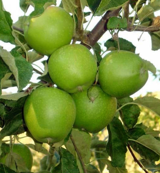 Apfel GRANNY SMITH Unterl. M9, 120-140 cm, Cont. 3 l