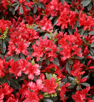 Japanische Azalee HOT SHOT VARIEGATA 20-30 cm, Cont. 2,5 l