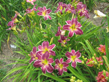 Obrzok (4)