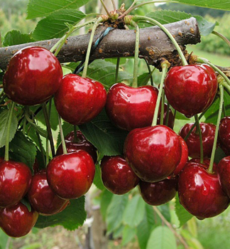 Skirschebaum KASANDRA Unterlage Colt, wurzelnackt