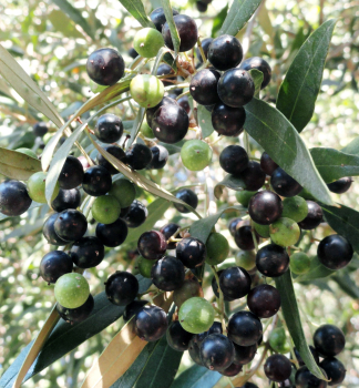 Olivenbaum 'KORONEIKI' 70-80 cm, Cont. 2 l