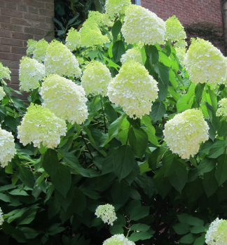 Rispenhortensie LIMELIGHT 30-40 cm, Cont. 2,5 l