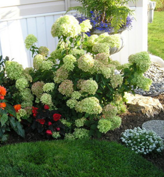 Rispenhortensie LITTLE LIME 20-30 cm, Cont. 4 l