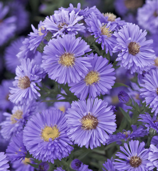 Glattblatt-Aster MARIE BALLARD Cont. 0,5 l