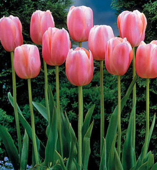 Tulpe MENTON, Packungsinhalt 5 St.