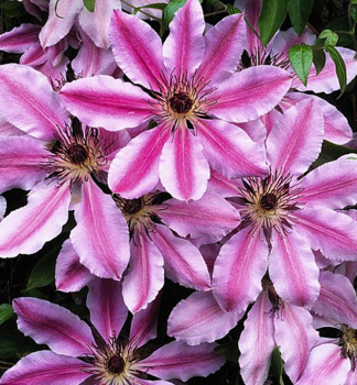 Clematis 'NELLY MOSER' 40-50 cm, Cont. 2 l