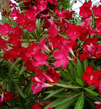 Roter Oleander 'JANNOCH' 30-40 cm, Cont. 5 l