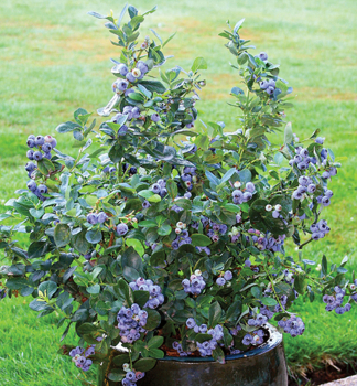 Heidelbeere POPPINS 20-30 cm, Cont. 2 l