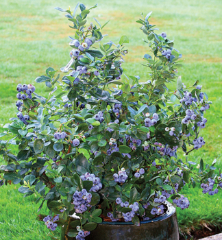 Heidelbeere �POPPINS�� 20-30 cm, Cont. 2 l