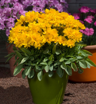 M�dchenauge �PRESTO� Cont. 0,5 l