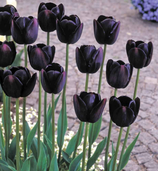 Tulpe 'QUEEN OF NIGHT�, Packungsinhalt 5 St.