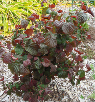 Korkenzieherhaselnuss RED MAJESTIC 80-90 cm, Cont. 5 l