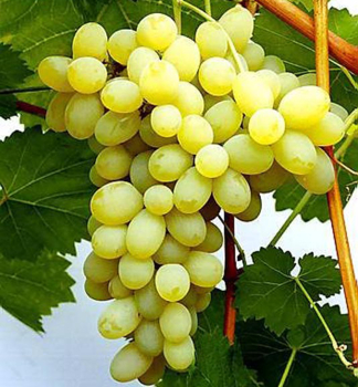 Tafeltraube �REGINA� 30-40 cm, Cont. 2 l