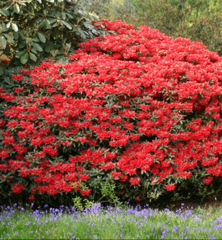 Rhododendron WILGENS RUBY 40-50 cm, Cont. 5 l