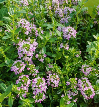 Winter-Bohnenkraut, Cont. 0,3 l