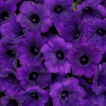 Petunie �SUPERTUNIA� MINI VISTA ULTRAMARINE�, Cont. 0,5 l