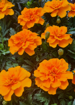 Studentenblume, Packung mit 4 Pflanzen