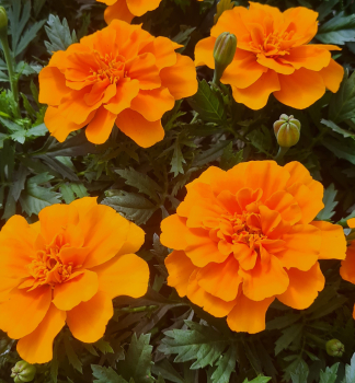 Studentenblume, Packung mit 4 Pflanzen