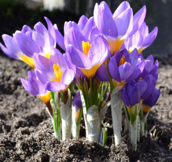 Groblumige Krokusse TRICOLOR SIEBERI Packunginhalt 10 St.