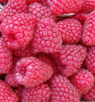 Himbeere 'TULAMEEN', 20-30 cm, Cont. 1 l