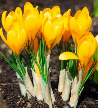 Groblumige Krokusse YELLOW LARGE FLOWERING Packungsinhalt 10 St.