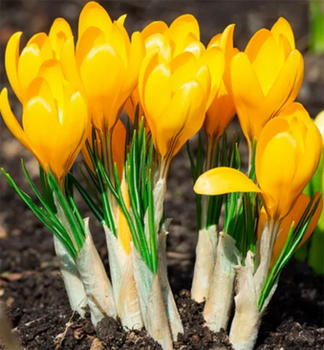 Gro�blumige Krokusse �YELLOW LARGE FLOWERING� Packungsinhalt 10 St.